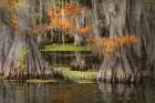 Autumn colors on Caddo Lake, Texas. Worlds largest bald cypress forest. Art Print